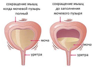 61d818456595b50ba0d3564b2b3131e5