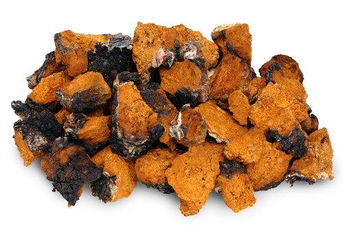 chaga-birch-mushroom